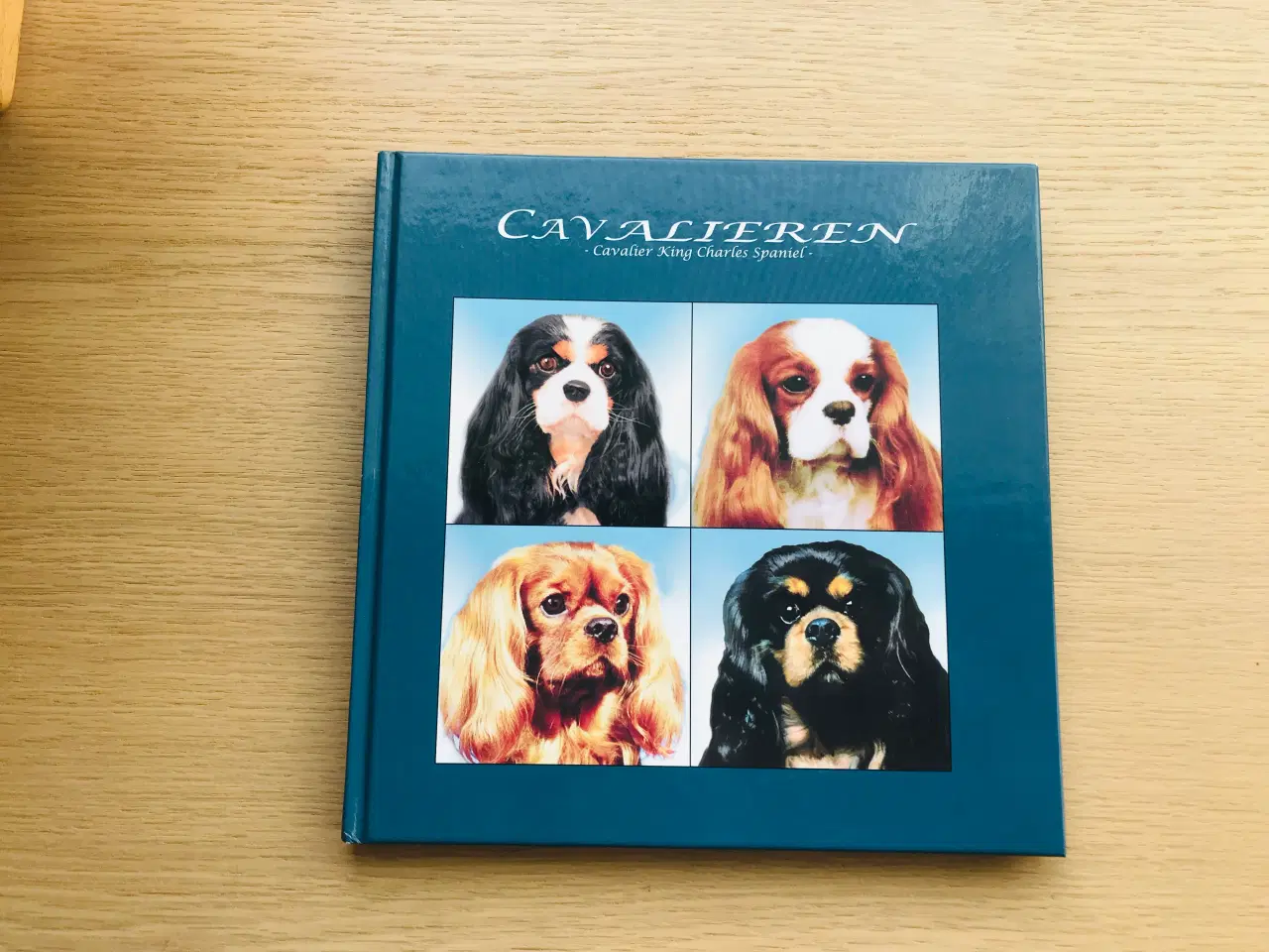 Billede 1 - Cavalieren - Cavalier King Charles Spaniel