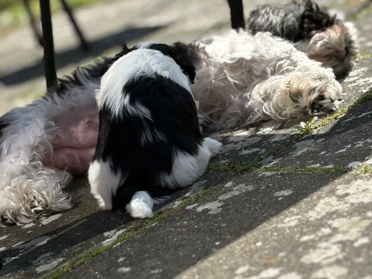 Billede 6 - Skøn lille Boomer han - shih tzu/malteser