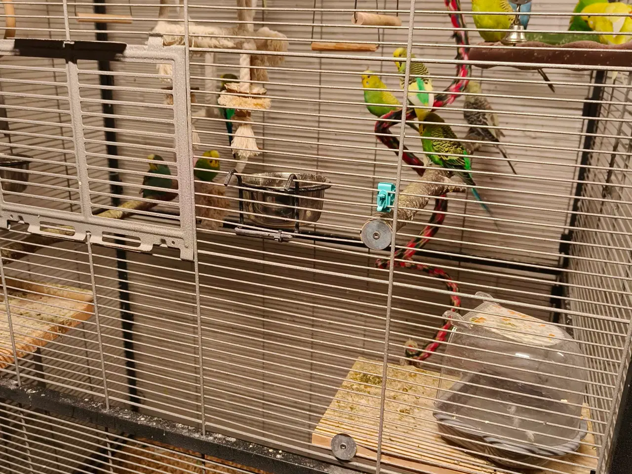 Billede 1 - Undulater 13 stk