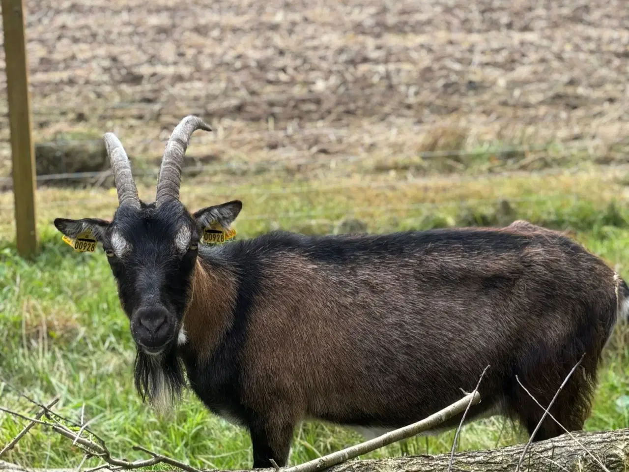 Billede 1 - Landrace ged 