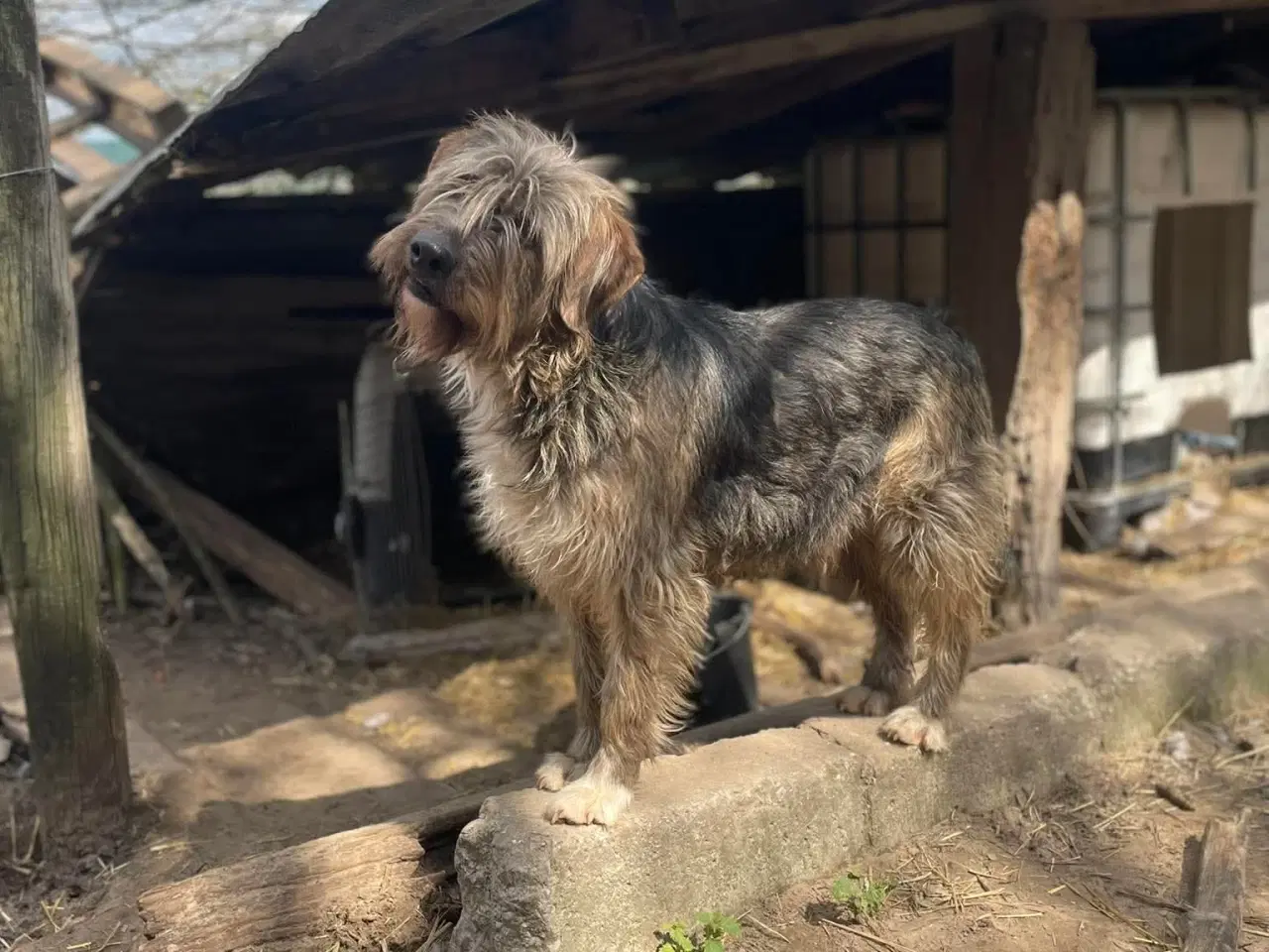 Billede 5 - Milde J. Bieber søger et hjem 