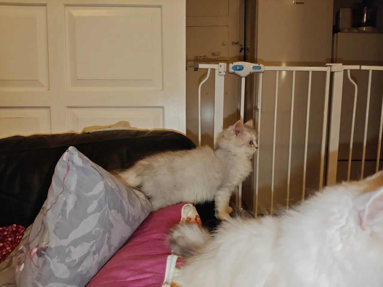 Billede 5 - Racekatte x