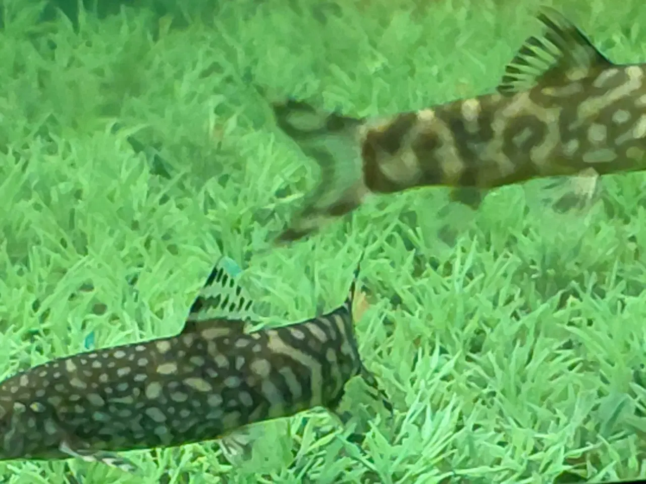 Billede 3 - Smerling