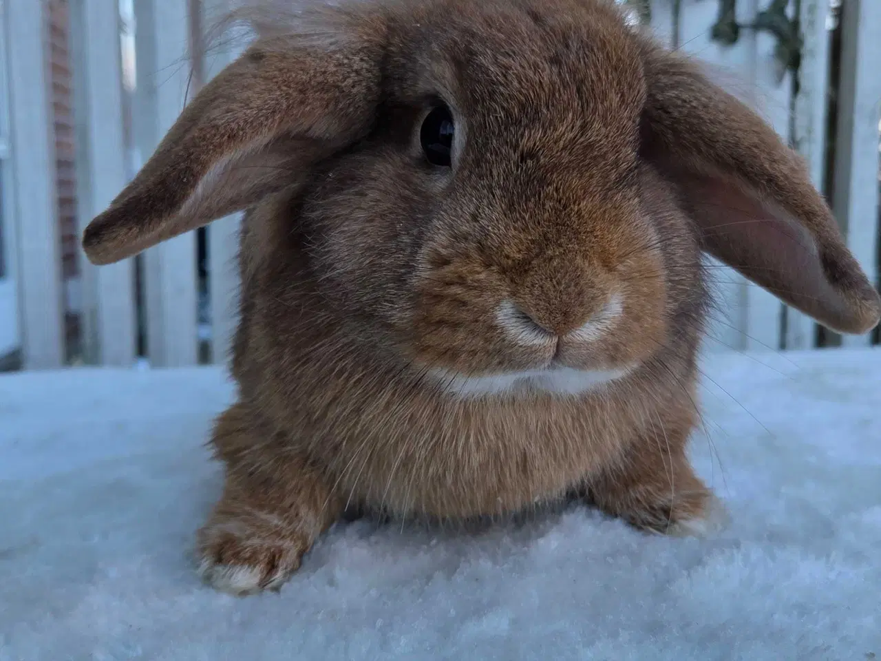 Billede 4 - Skøn og tam løvevædder hun