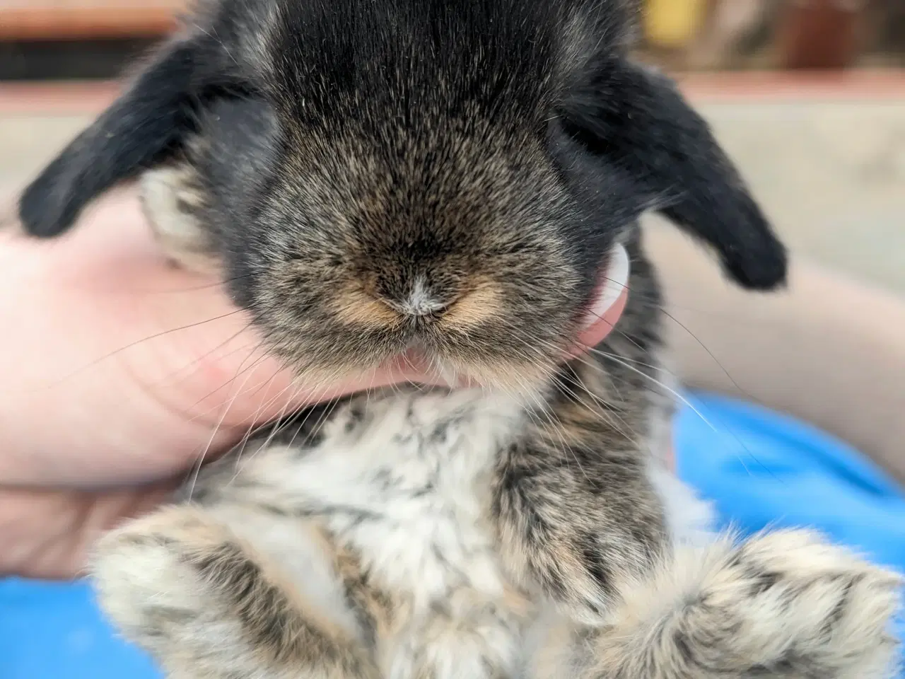 Billede 5 - Minilop kaninunge sælges