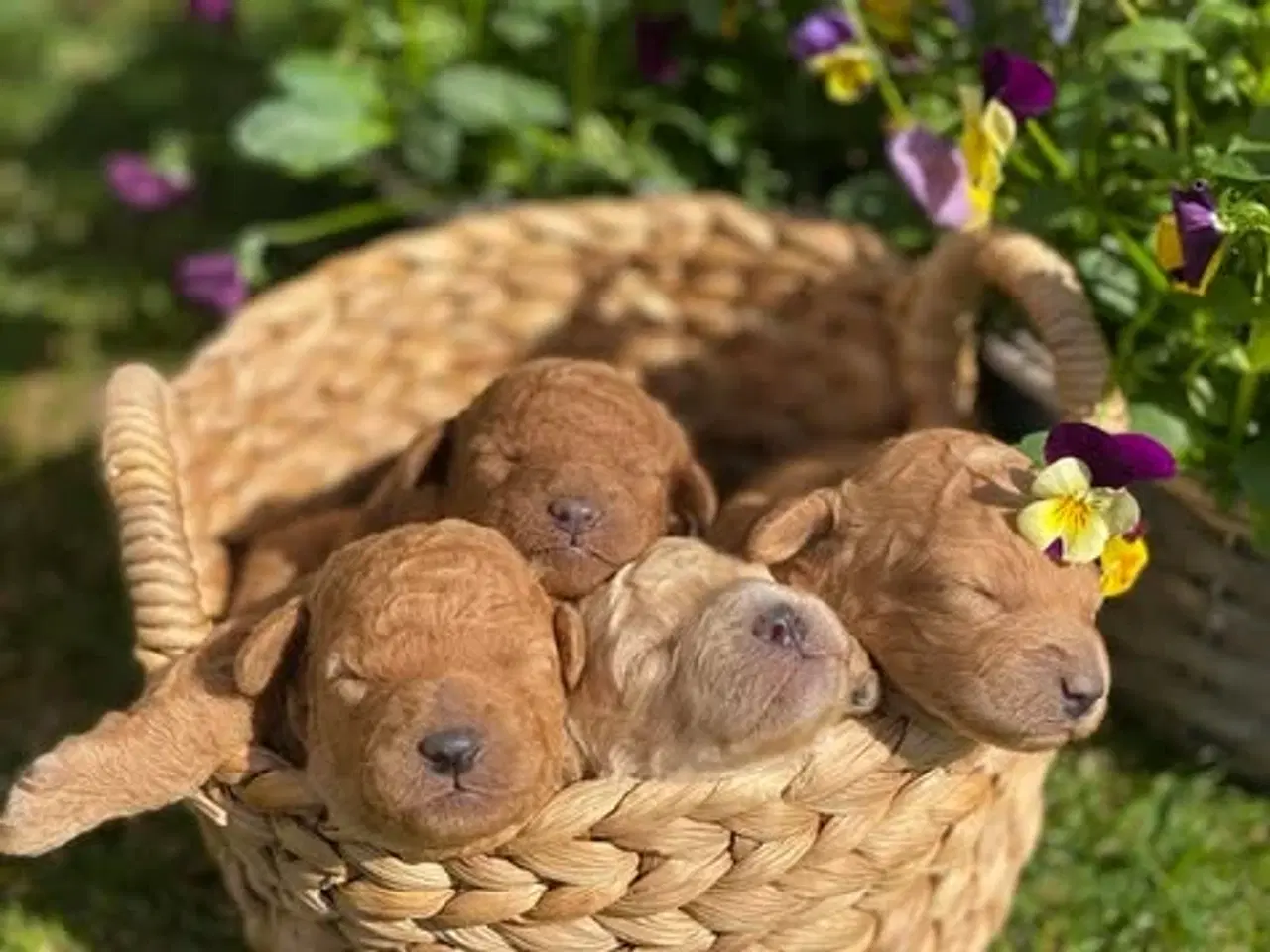 Billede 7 -  Smukke Goldendoodle mellem doodle hvalpe