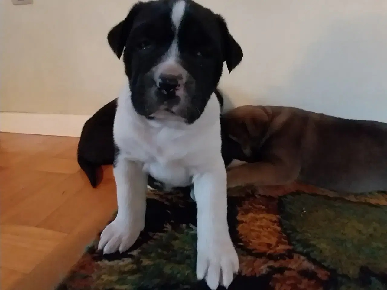 Billede 1 - Labrador/boxer