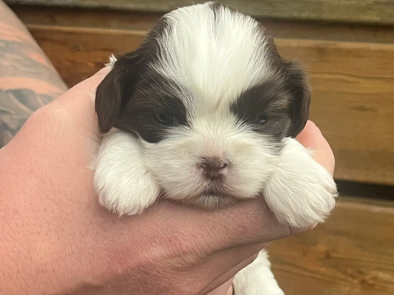 Billede 3 - Skønne Shih tzu hvalpe