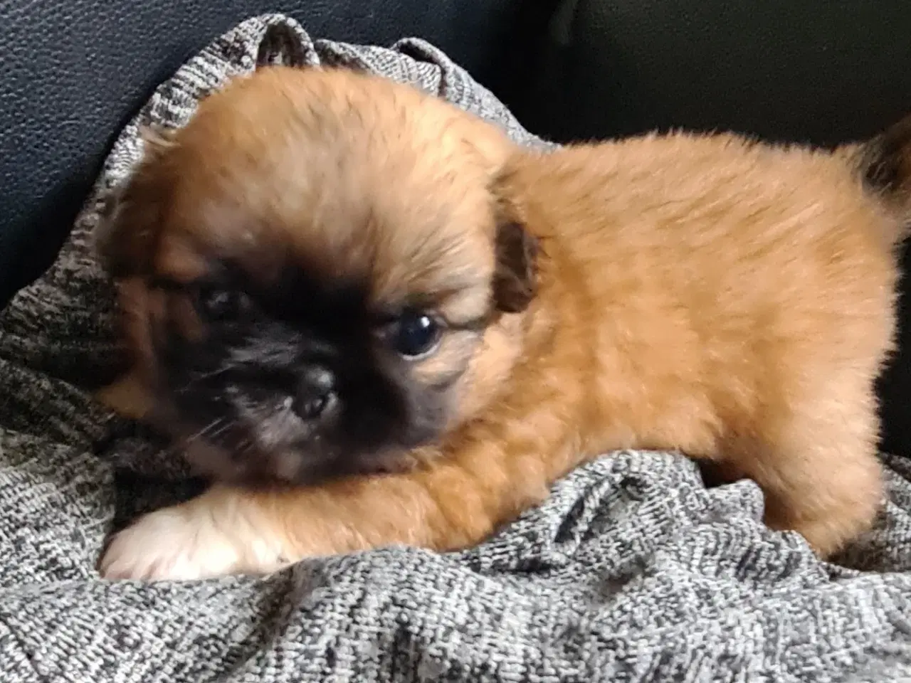 Billede 11 - Pekingeser piger