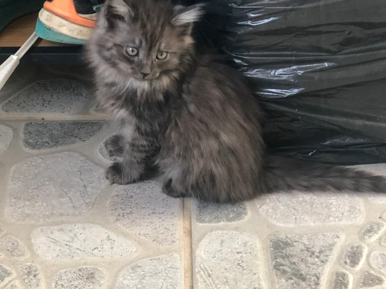 Billede 6 - Virkelige pjusket halv main coon killinger