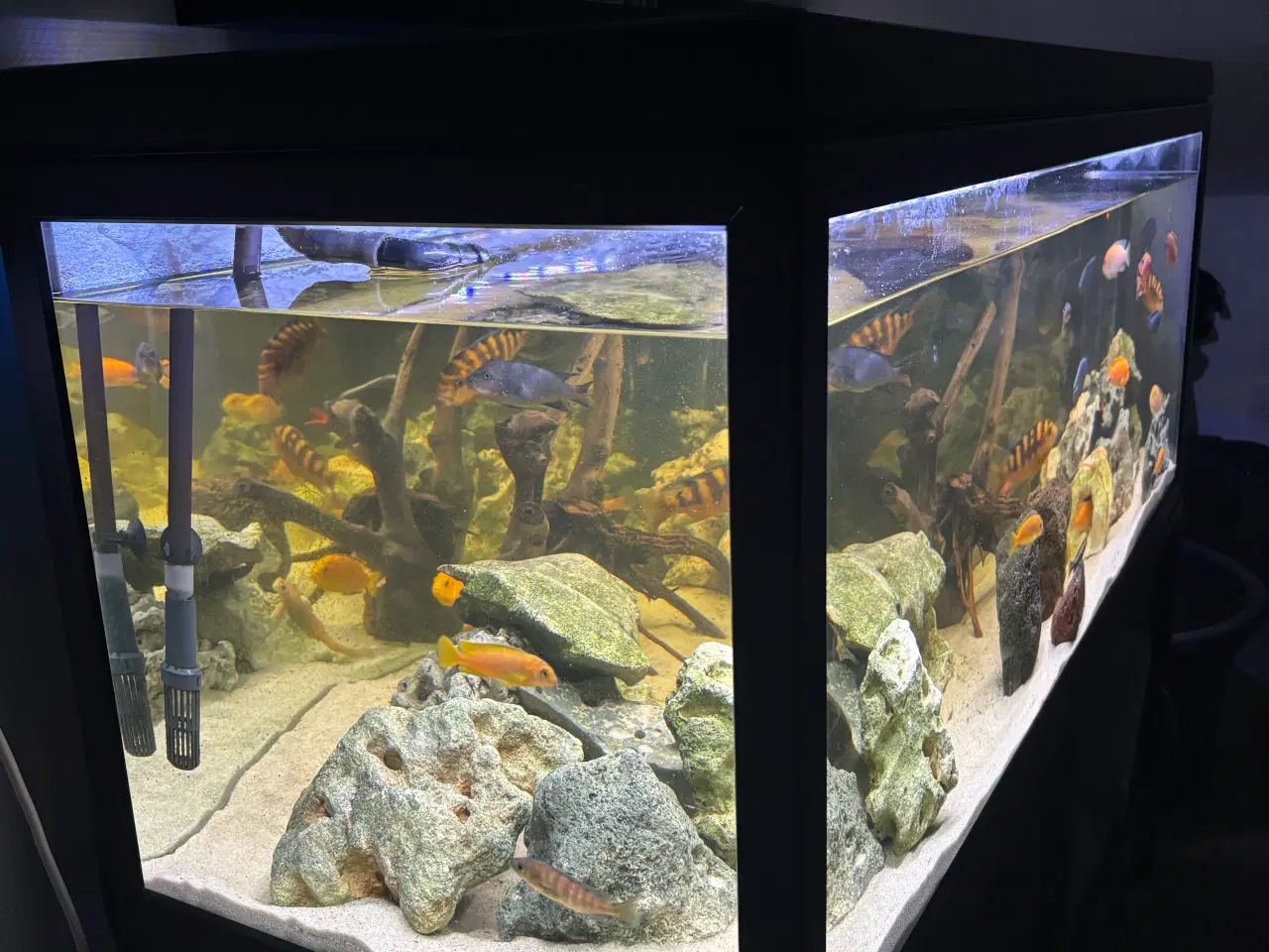 Billede 3 - Cichlide akvarie 320 liter 