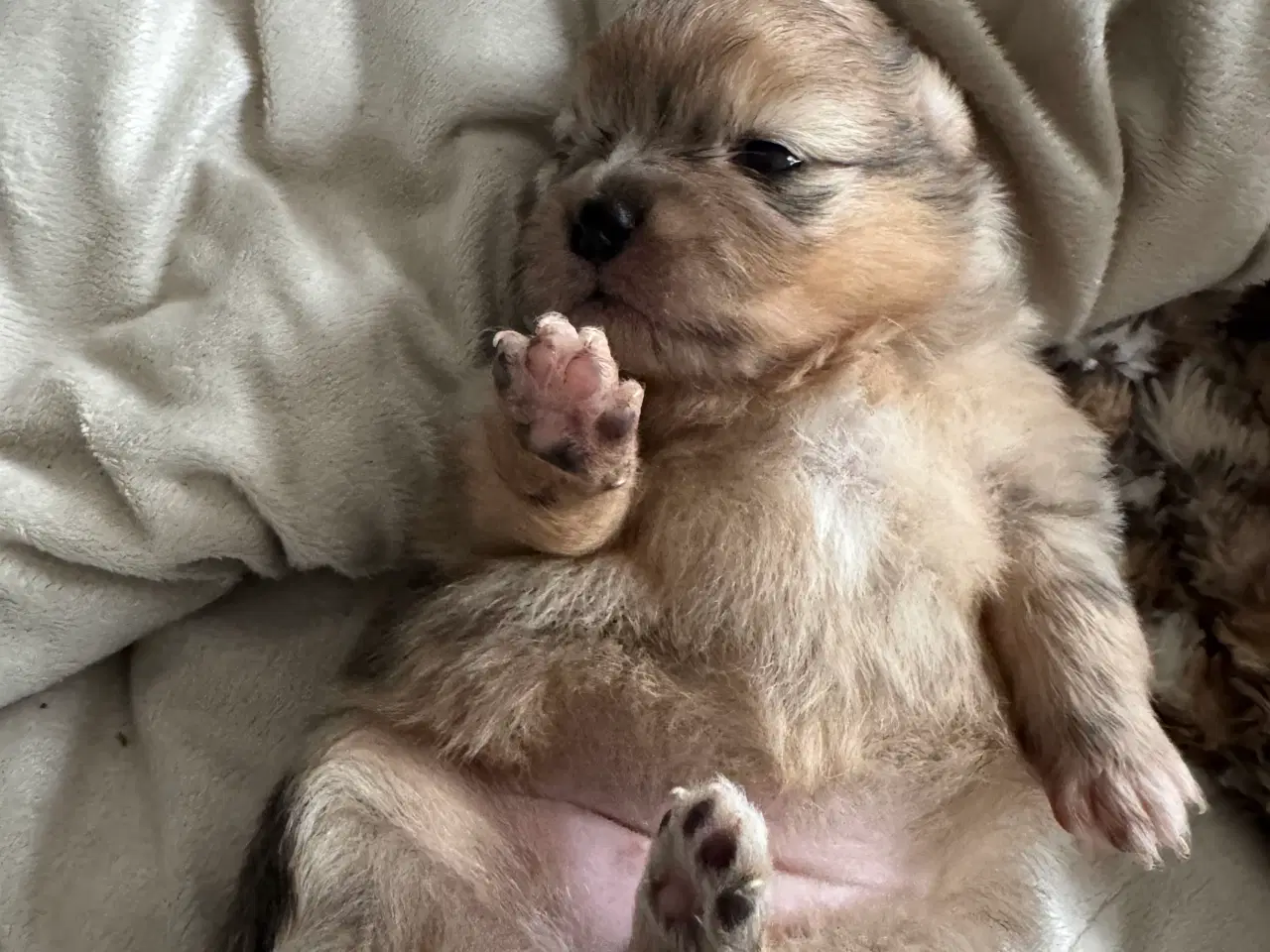 Billede 3 - Merle pomeranian