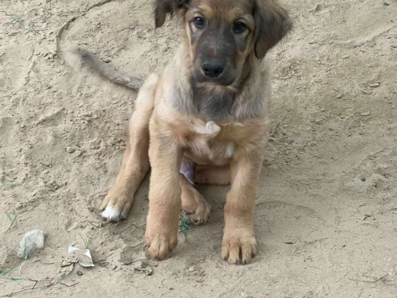 Billede 2 - Hund (blanding/gadehund)