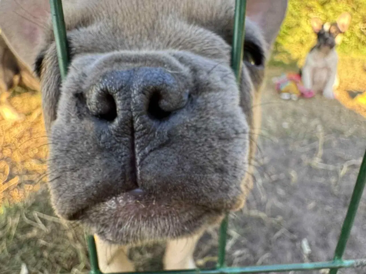 Billede 3 - Franske bulldog hvalpe