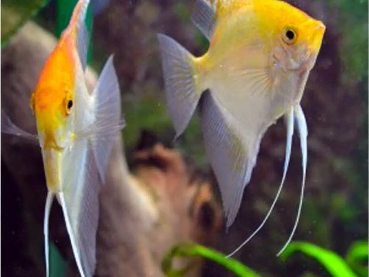 Billede 14 - Flotte akvariefisk og foder