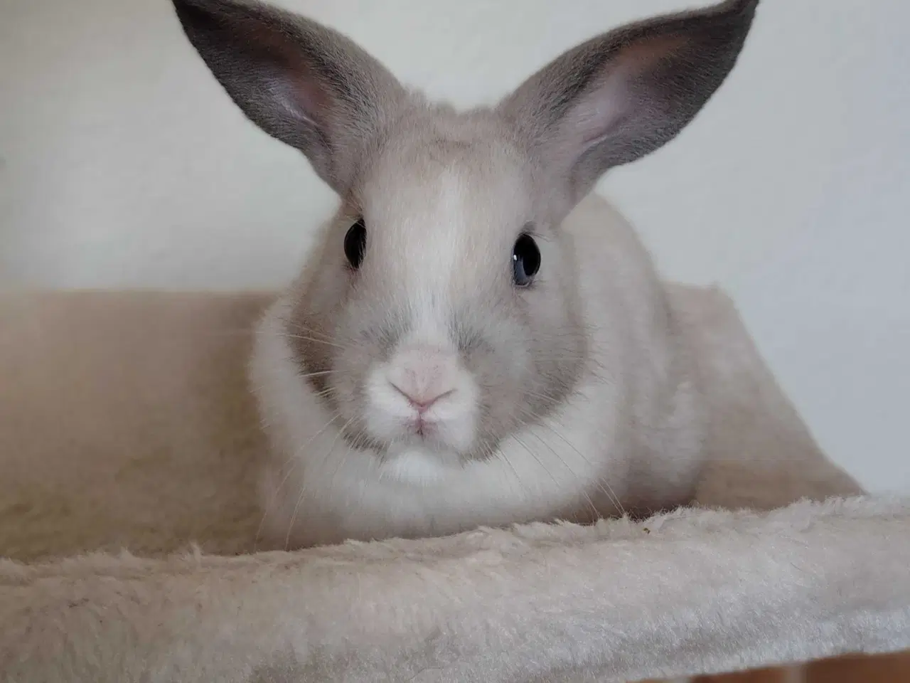 Billede 1 - Indendøres Fri-Kaniner 🐰