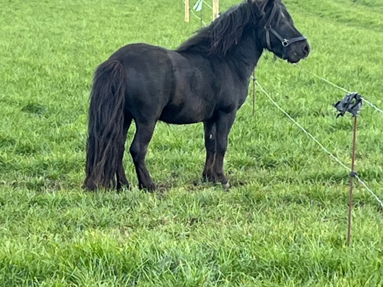 Billede 2 - Dejlig Shetlandshingst