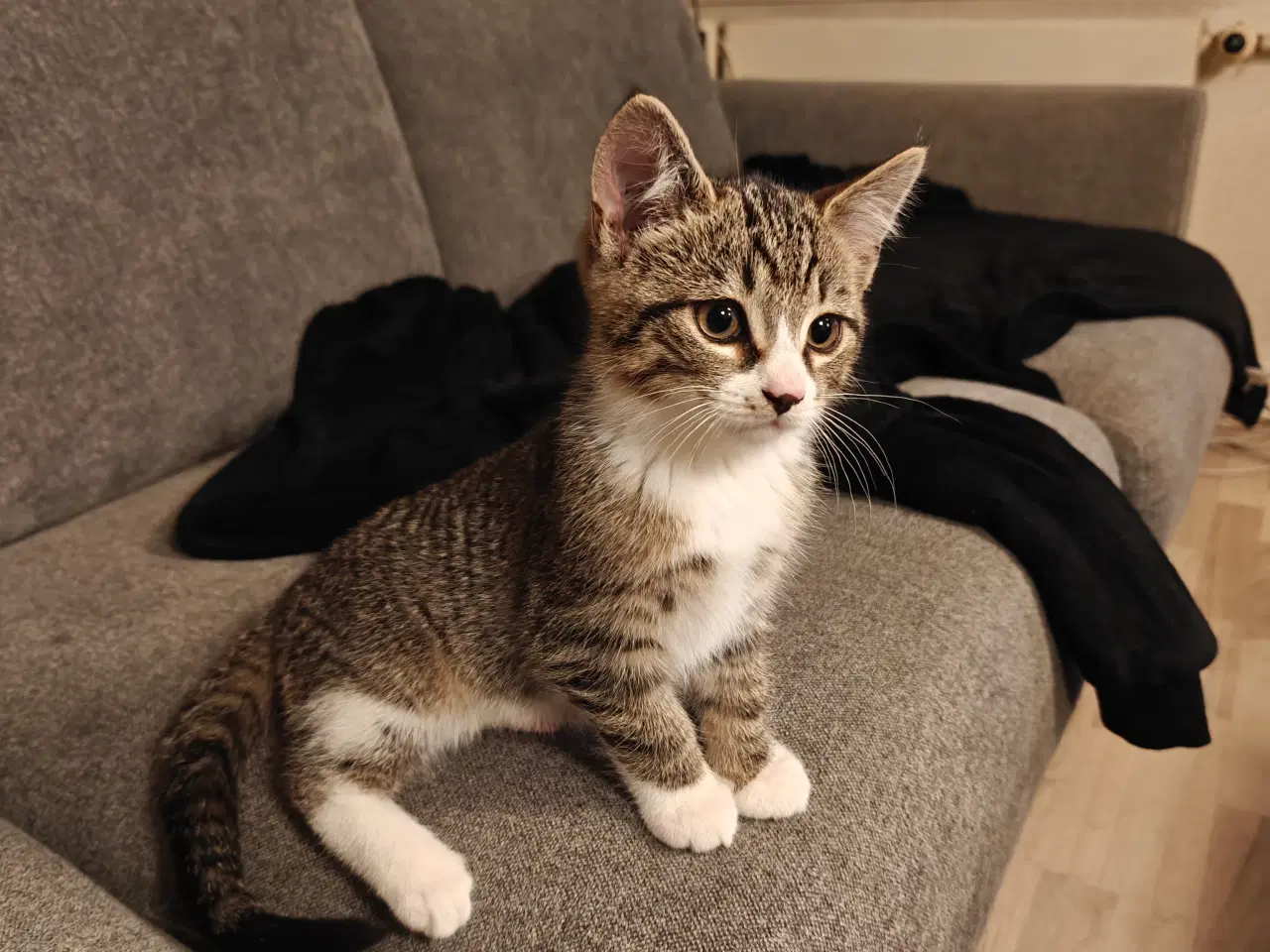 Billede 2 - Skønne kælen kattekillinger 