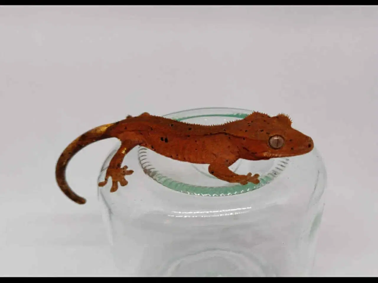 Billede 3 - Kronegekko Han