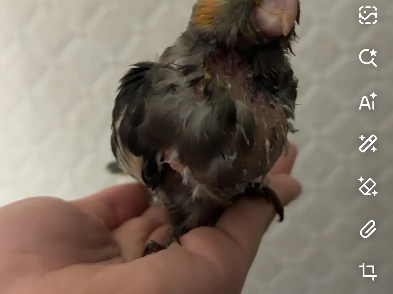 Billede 3 - 100 Tam nymfeparakit unge