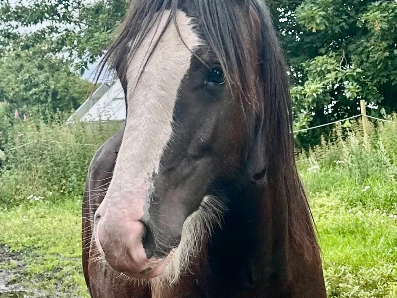 Billede 5 - Irish cob Vallak 