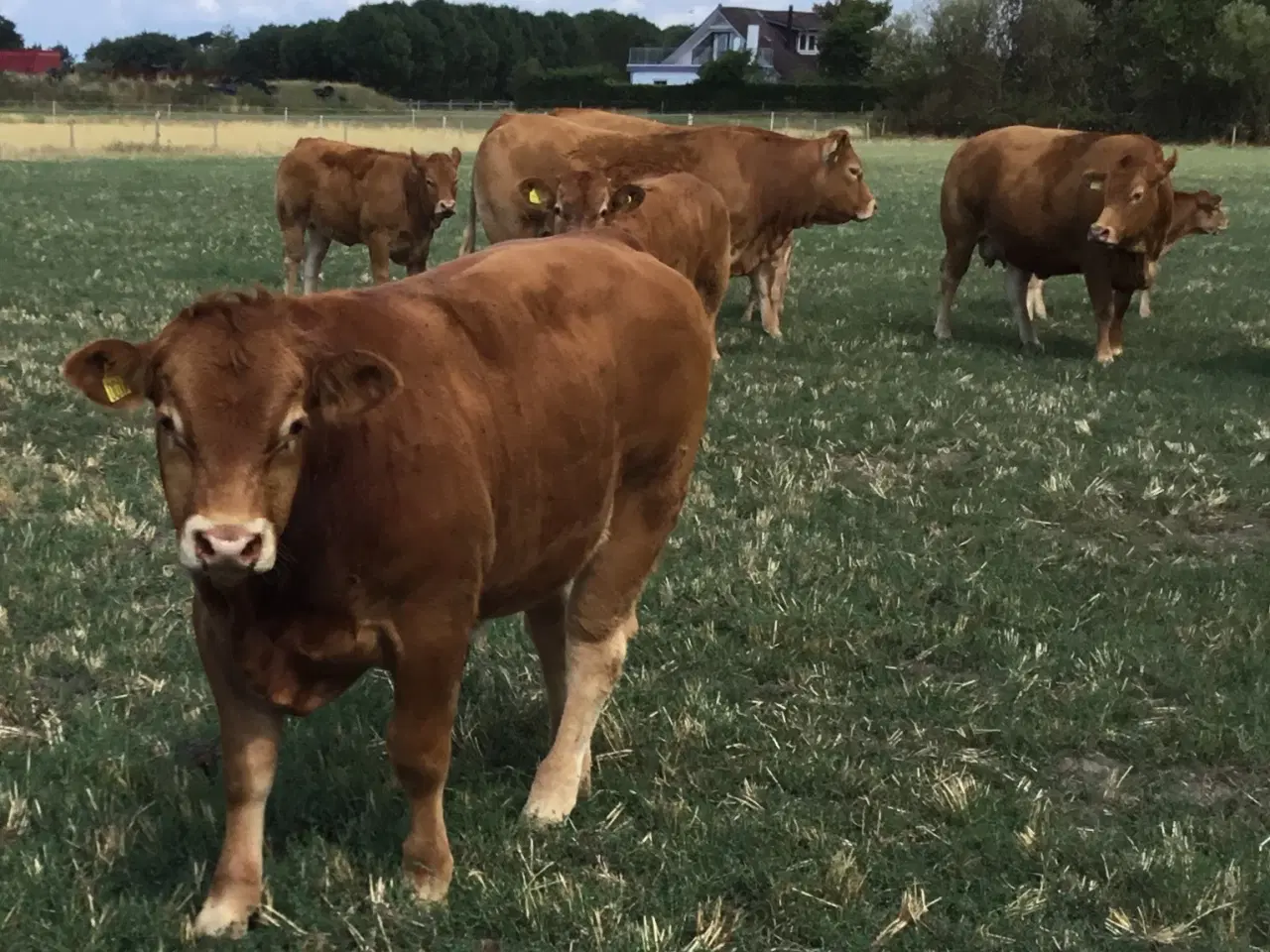 Billede 1 - Polled limousine tyr, 2 1/2 år.