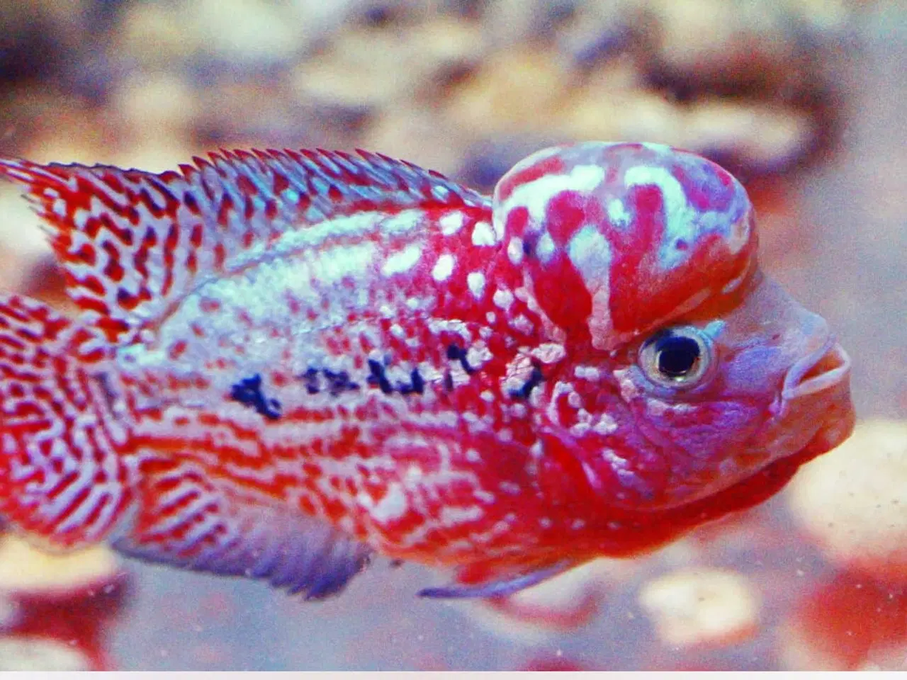 Billede 1 - Flowerhorn 