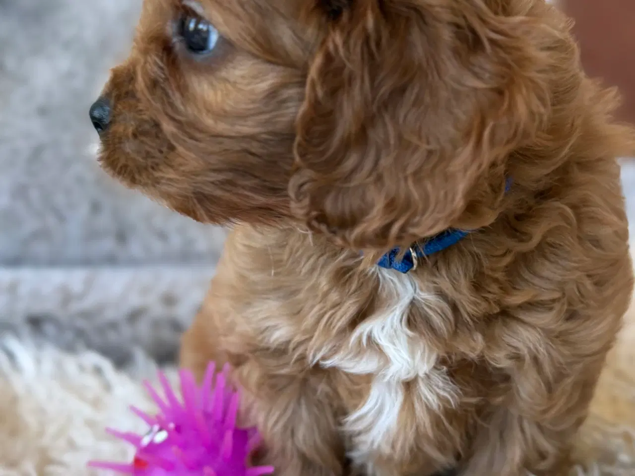 Billede 4 - Cavapoo Hvalpe f1 Dreng