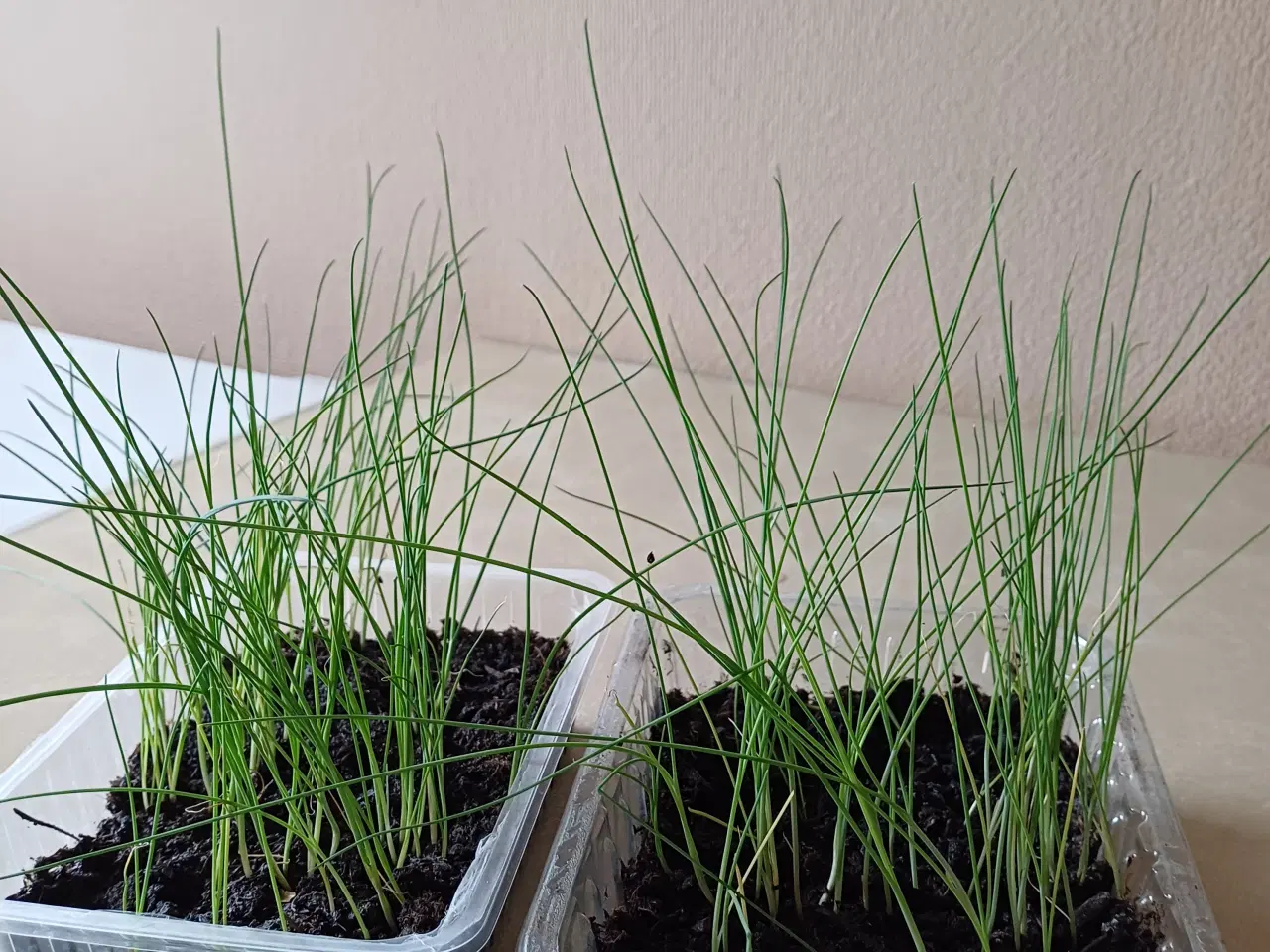 Billede 4 - Tomatplanter 7 sorter, peberfrugtplanter og vinter