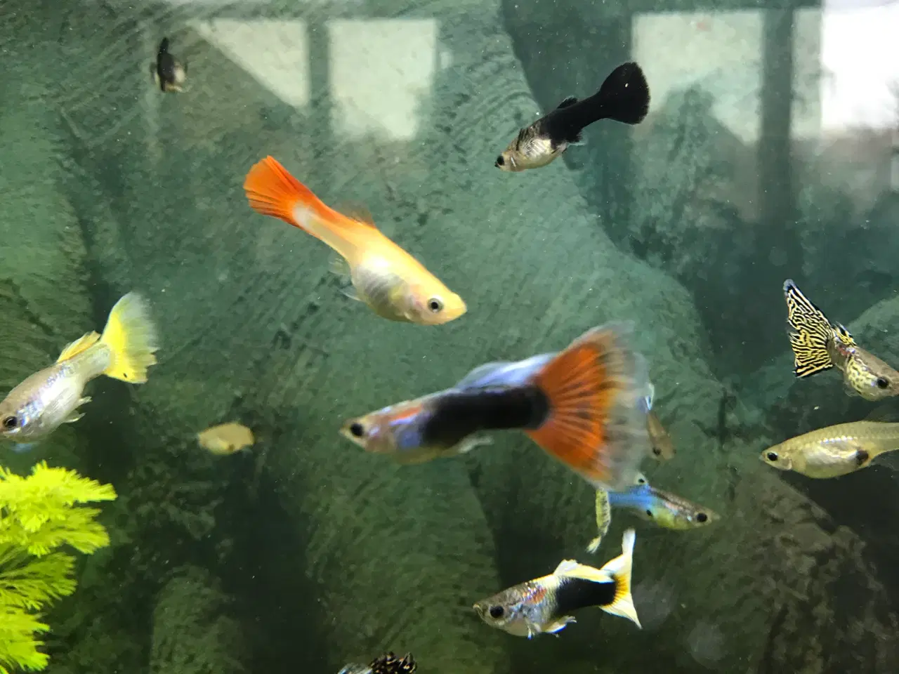 Billede 3 - 🐠 Guppyer  – voksne i flotte farver | Afhentning 