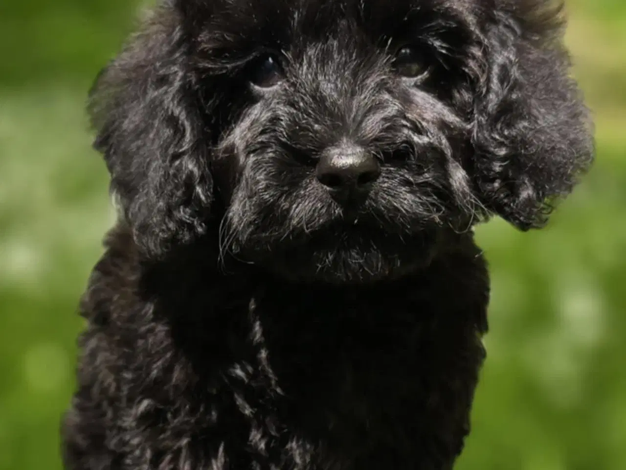 Billede 2 - Doxiepoo F1B