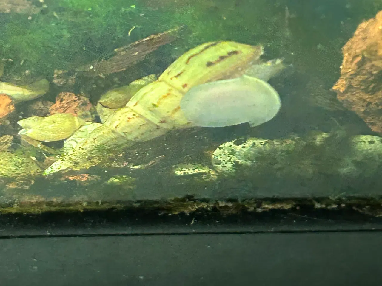 Billede 1 - 🐌 Malaysisk tårnsnegl – 2-5 cm | Afhentning/GLS