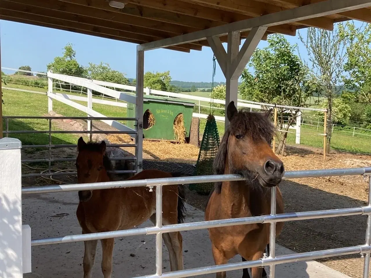 Billede 8 - Sødeste miniature pony sælges