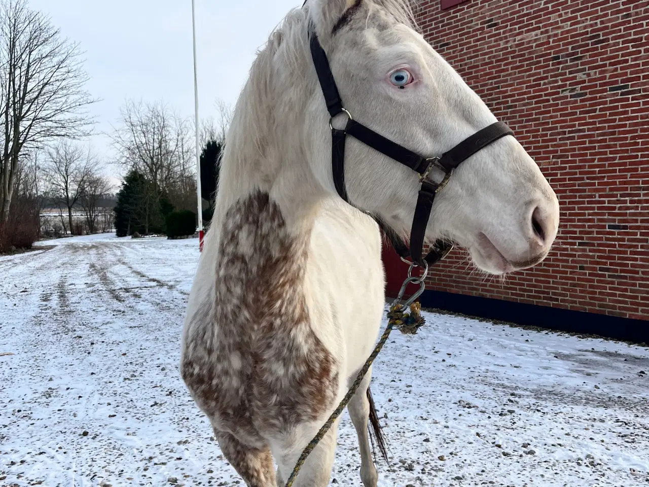 Billede 9 - Western hest, vallak, Pinewood Thunder