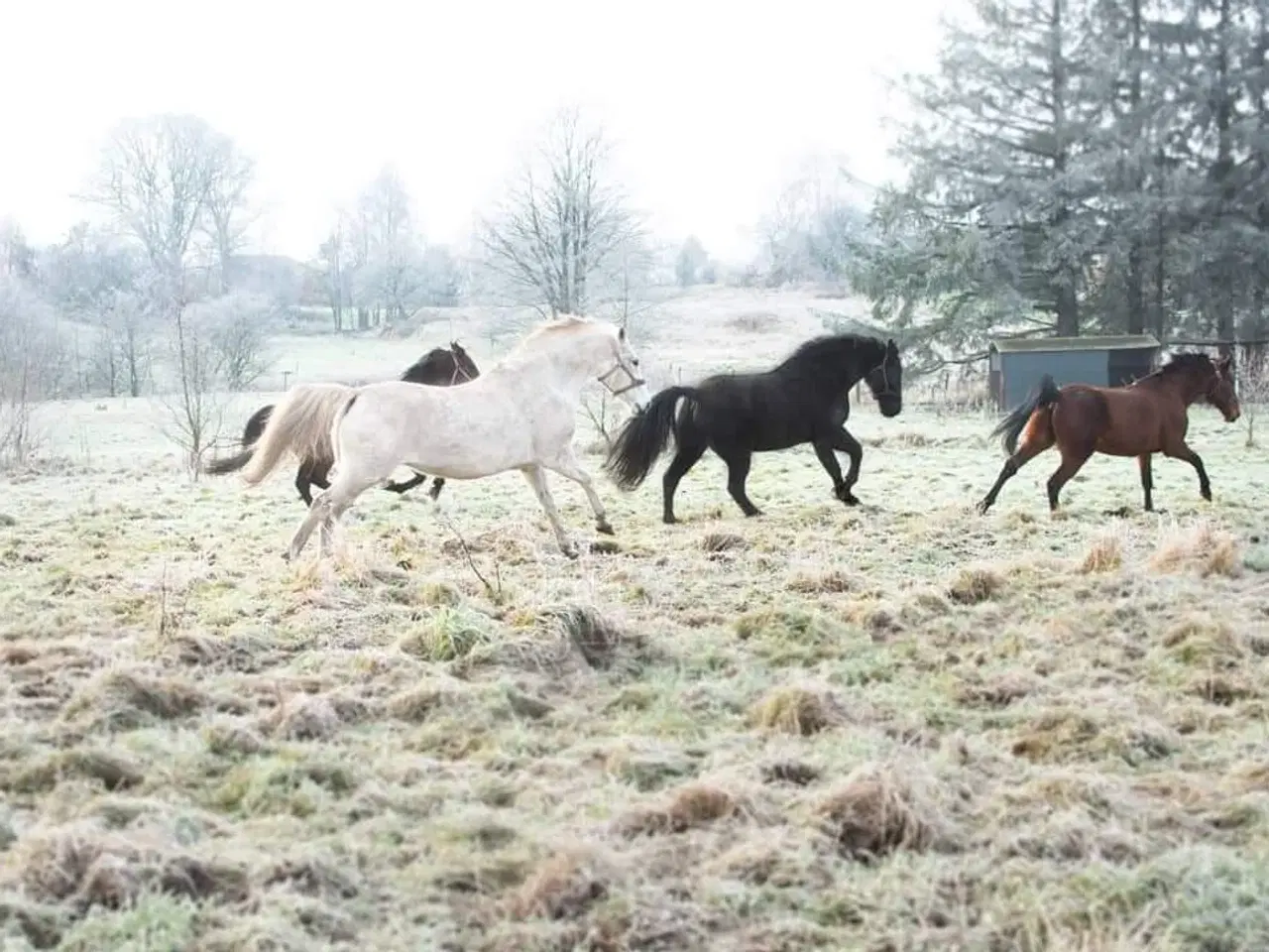 Billede 5 - Søger hest eller pony