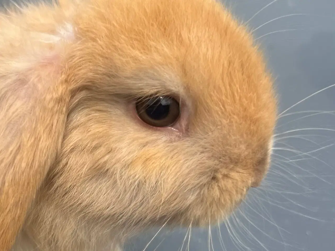 Billede 7 - Mini lop med afkomsattest 