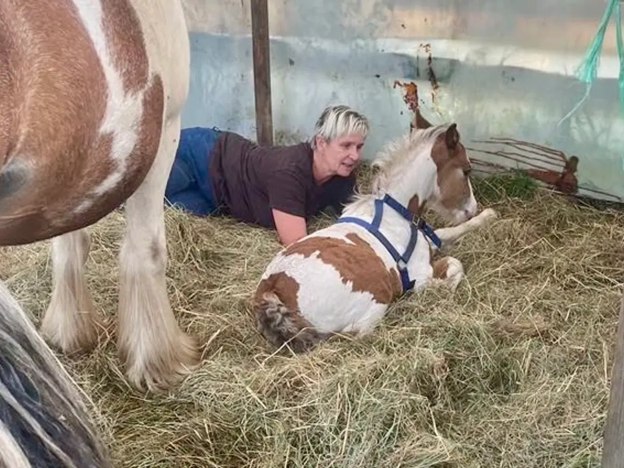 Billede 9 - Mini irish cob 