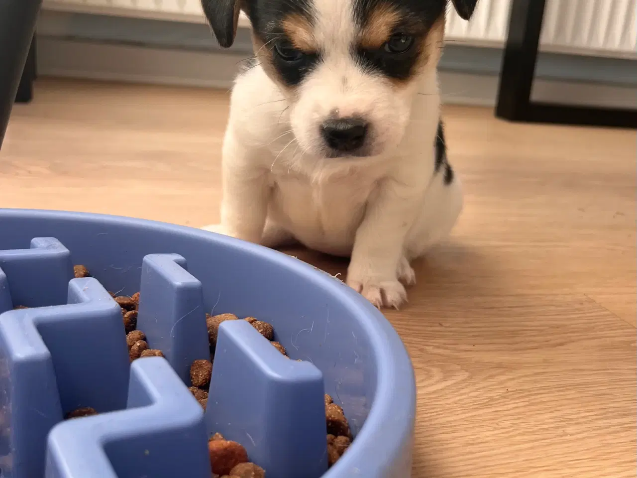 Billede 1 - Lille blandings hvalp pige 