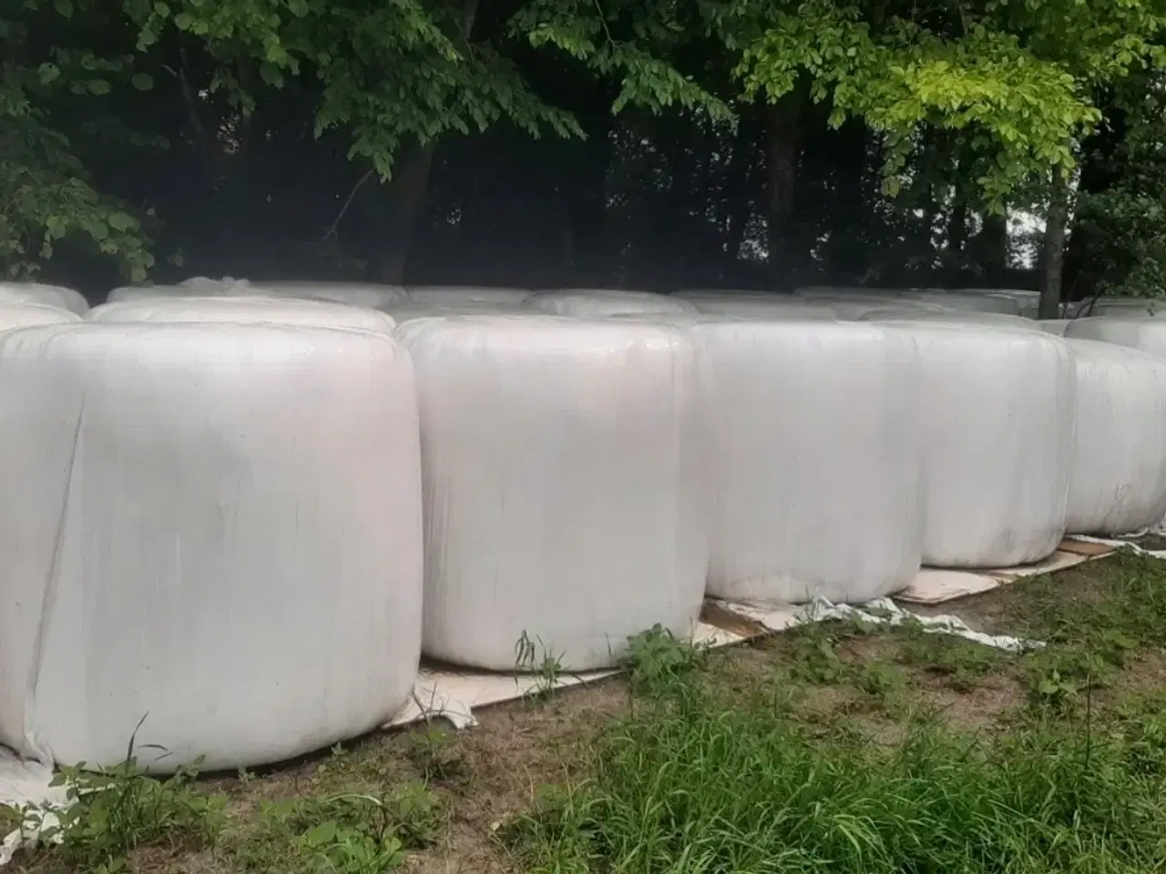 Billede 1 - Helsæd med rødkløver