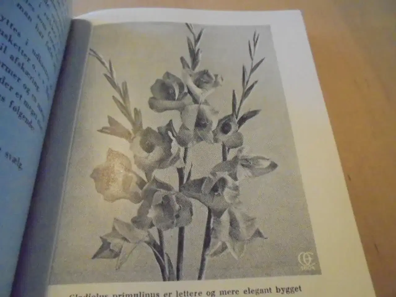 Billede 4 - Blomsterløg og blomsterknolde i haven – 1953