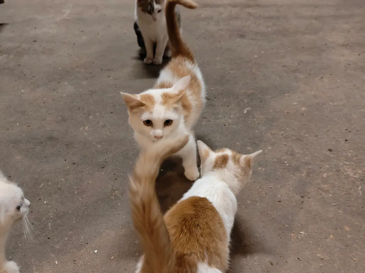 Billede 3 - Katte gives bort