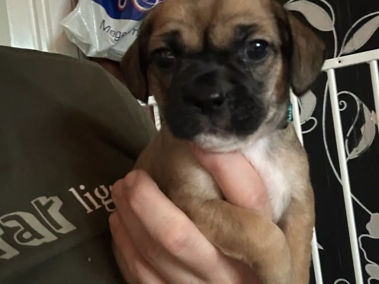 Billede 5 - Bull / Boxer / Beagle Blandnings Hvalpe