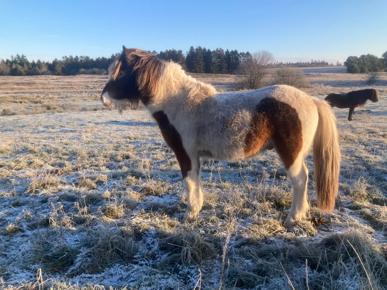 Billede 10 - 2 års islænder hingst