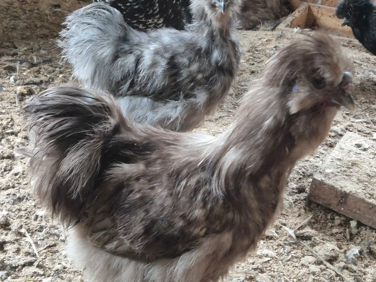 Billede 7 - Kyllinger silkehøns 