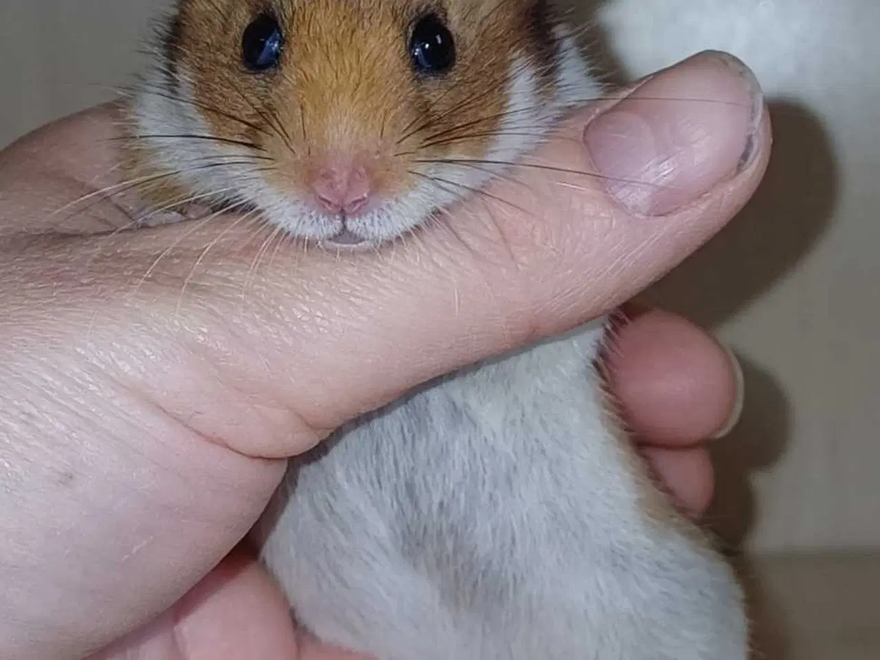 Billede 5 - Guldhamster unger 