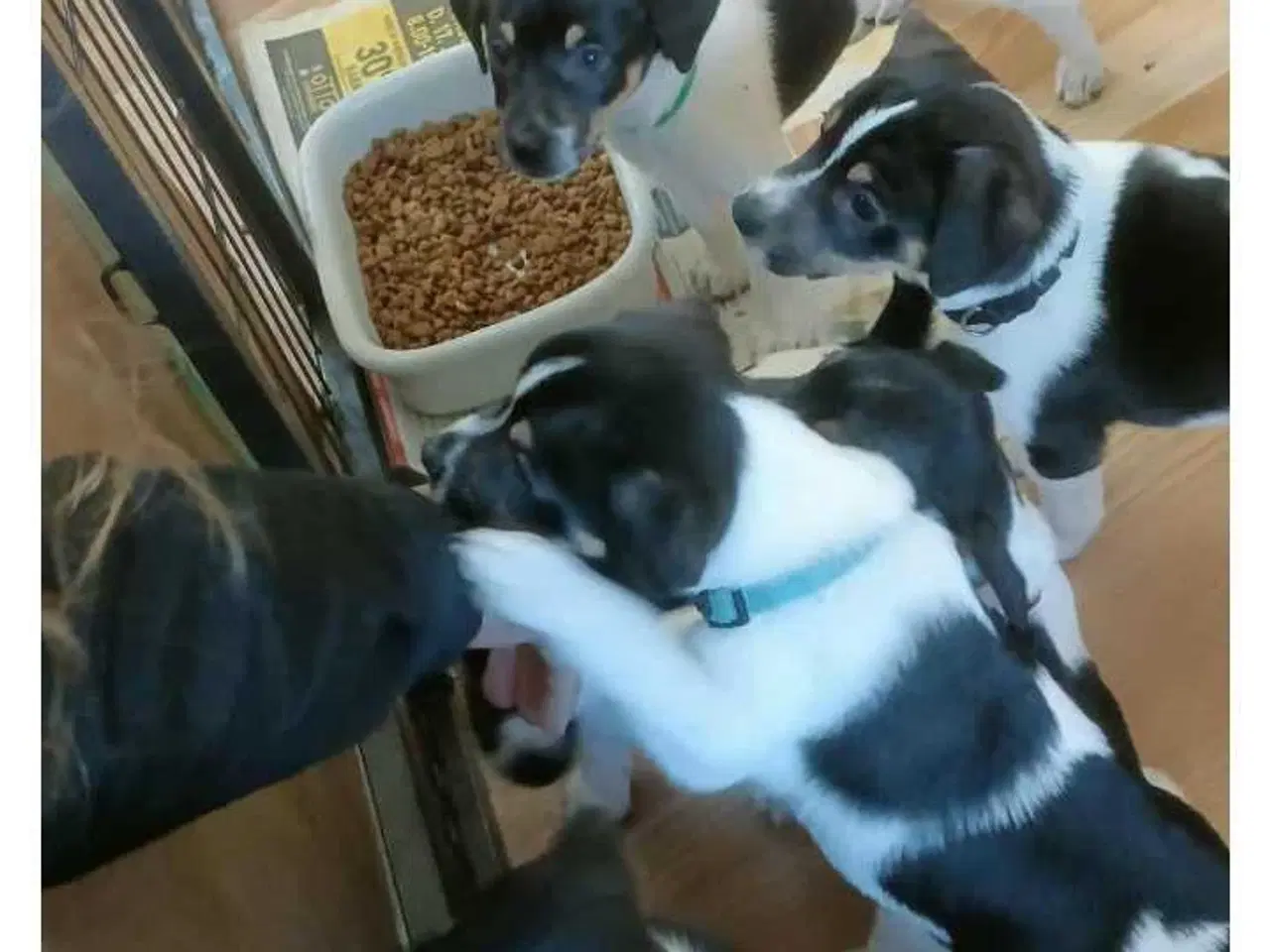 Billede 3 - Dansk svensk gårdhunde 