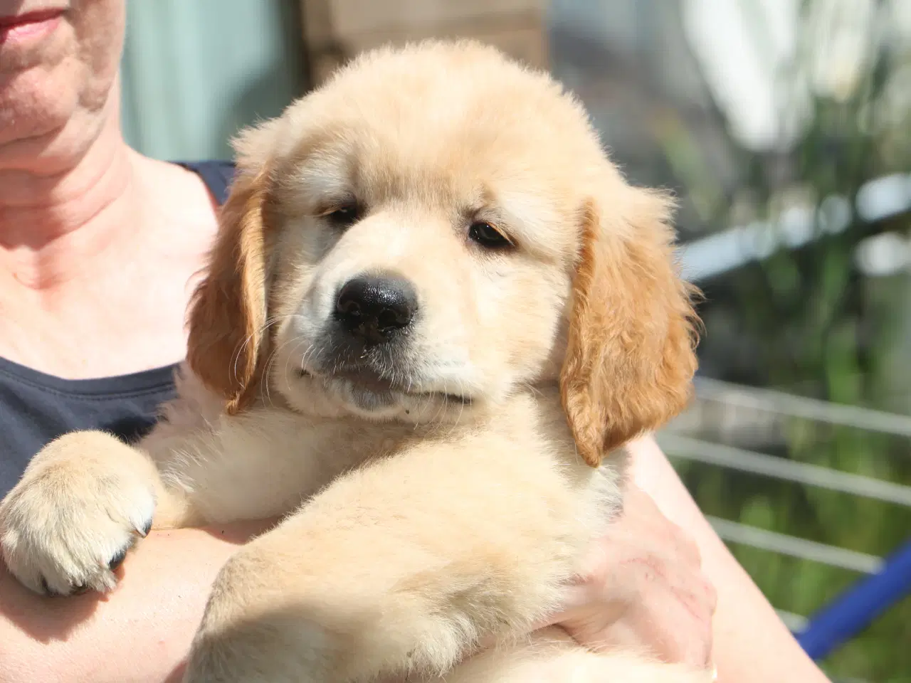 Billede 4 - Verdens smukkeste Golden Retriever hvalpe