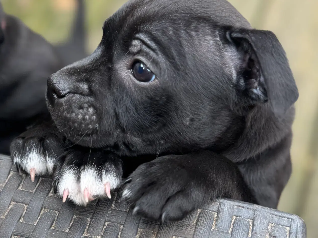 Billede 2 - Staffordshire Bull Terrier