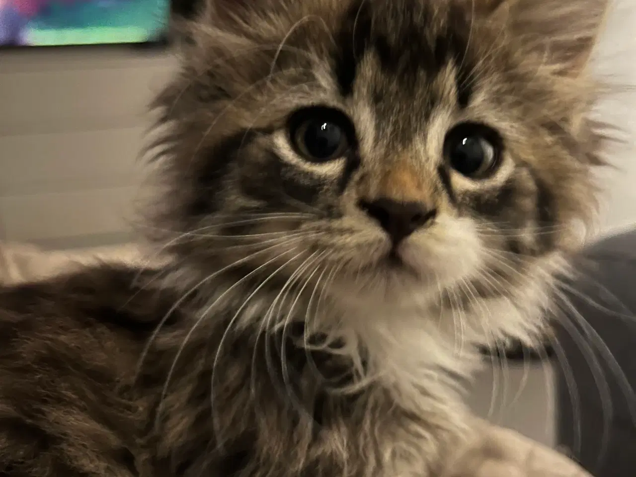 Billede 4 - Langhåret hun Maine Coon-blanding