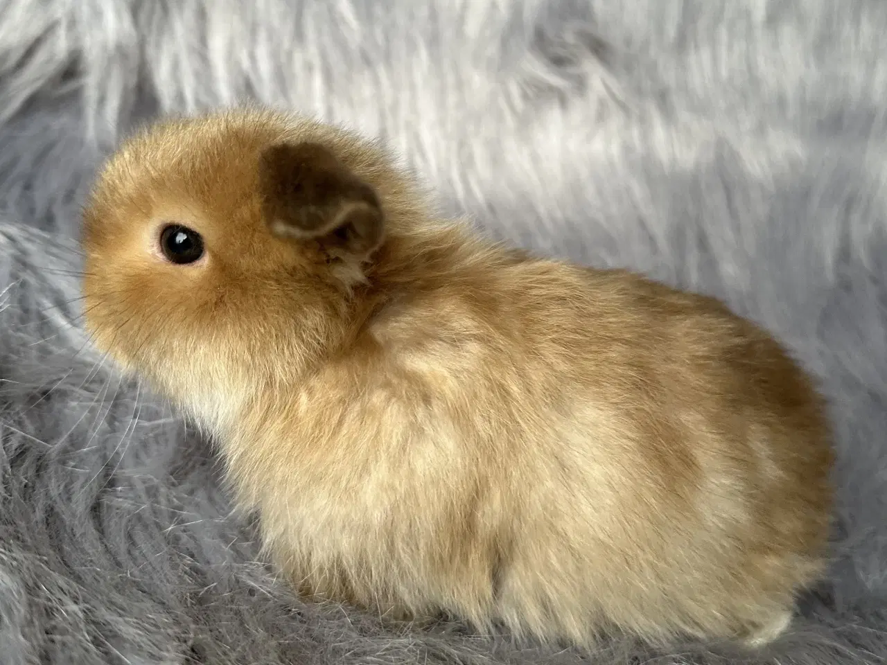 Billede 2 - Ægte Minilop kanin unge 